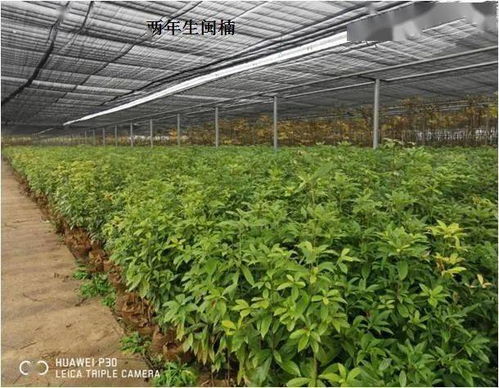 福建省林業(yè)局強(qiáng)化省級(jí)保障性苗圃建設(shè) 助力林木育苗高質(zhì)量發(fā)展