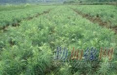 供應(yīng)實(shí)用杉樹種子育苗栽培技術(shù)——廣西融水縣苗山林木種子苗木經(jīng)營(yíng)部專業(yè)指南